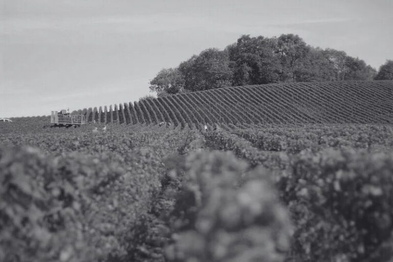 univers du vin en general vin bio vin biodynamie vin nature